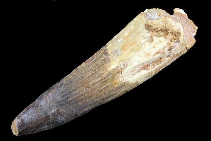 Real Spinosaurus Tooth - Composite Tooth #82981